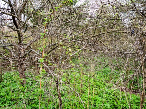 Underbrush Clearing in Duluth
