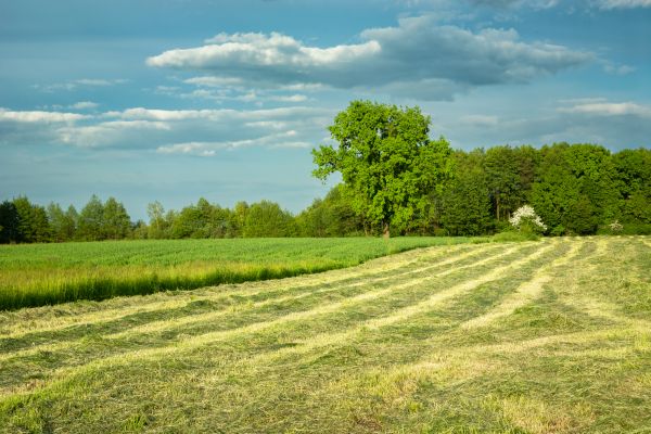 Cost of Vegetation Removal in Duluth
