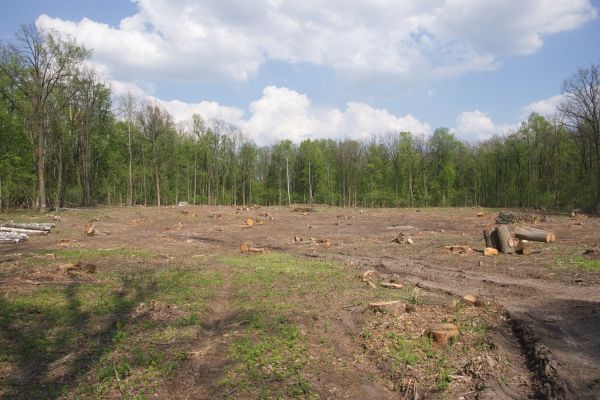 Cost of Pasture Clearing in Duluth