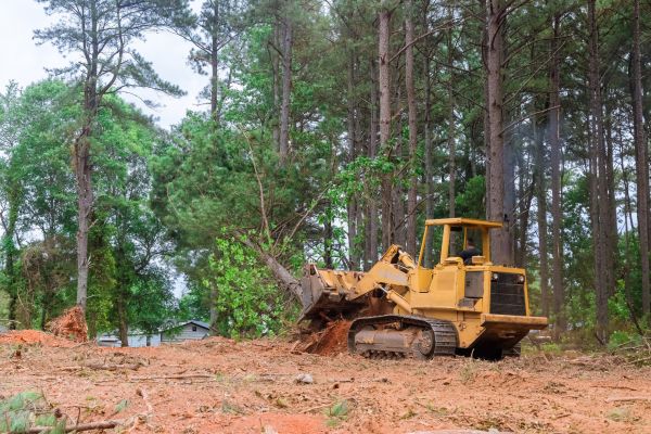 Forest Thinning in Duluth