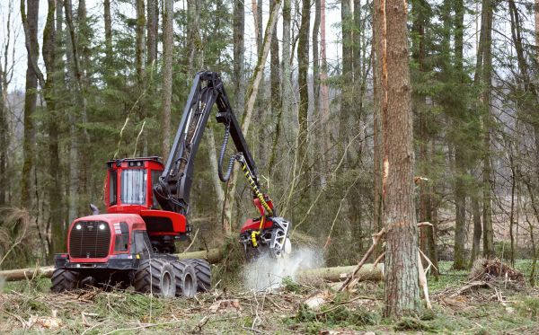Cost of Forest Clearance Service in Duluth