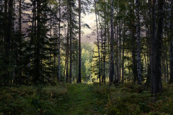 Cost of Pine Tree Clearing in Duluth