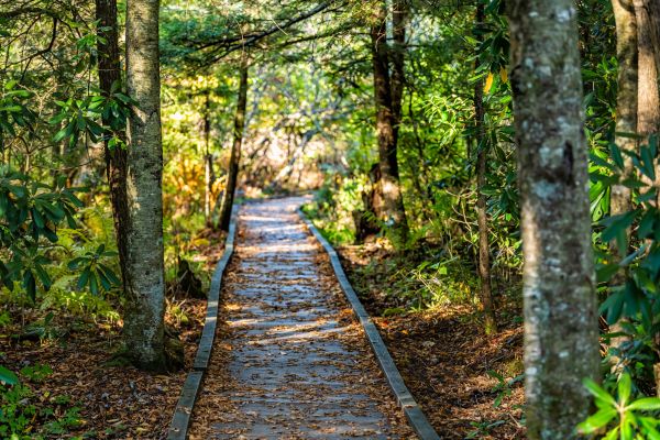 Cost of Trail Clearing in Duluth